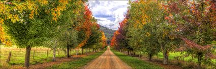 Shades of Autumn - VIC H (PBH4 00 13164)